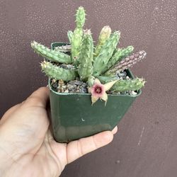 4” Huernia Procumbens