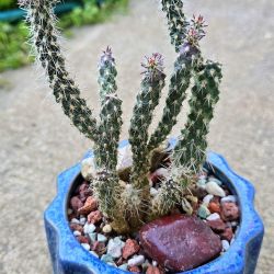 Potted Cylindropuntia Mini Cholla 