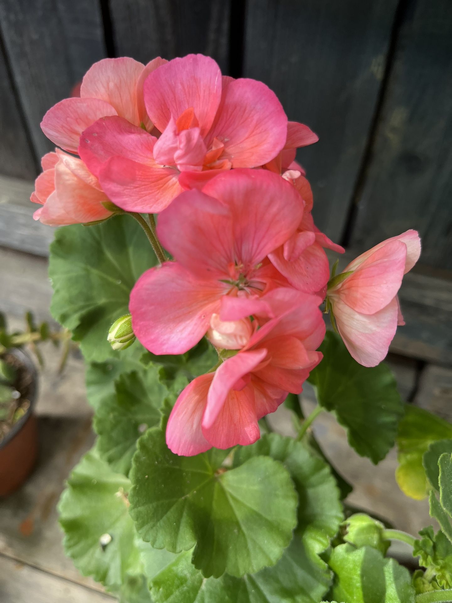 Pink Geranios Blooming Now $15 For Whole Pot 