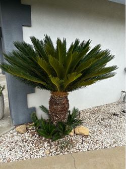 Sago Palm