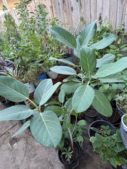 Ficus audrey
