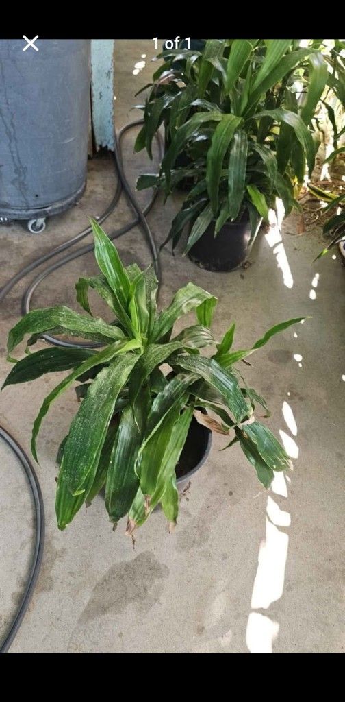 Plants (Dracaena)