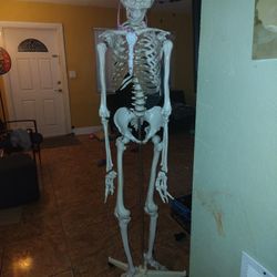 Anatomically Correct Full Sized Skeleton 