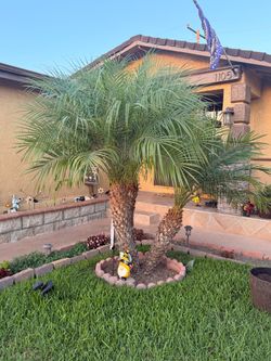 Pygmy Date Palm Trees for Sale