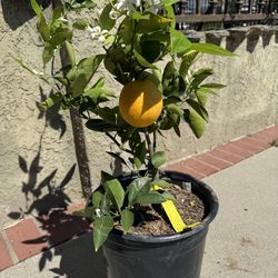 Valencia Orange tree fruiting Valencia orange (Citrus sinensis ‘Valencia’), grafted onto rootstock for container growing—perfect for patios or in grou