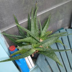 Aloe Vera Plant 🪴 