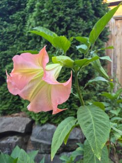 Beautiful Angel horn.
