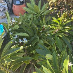 Lots Of Plumeria White  Each $10