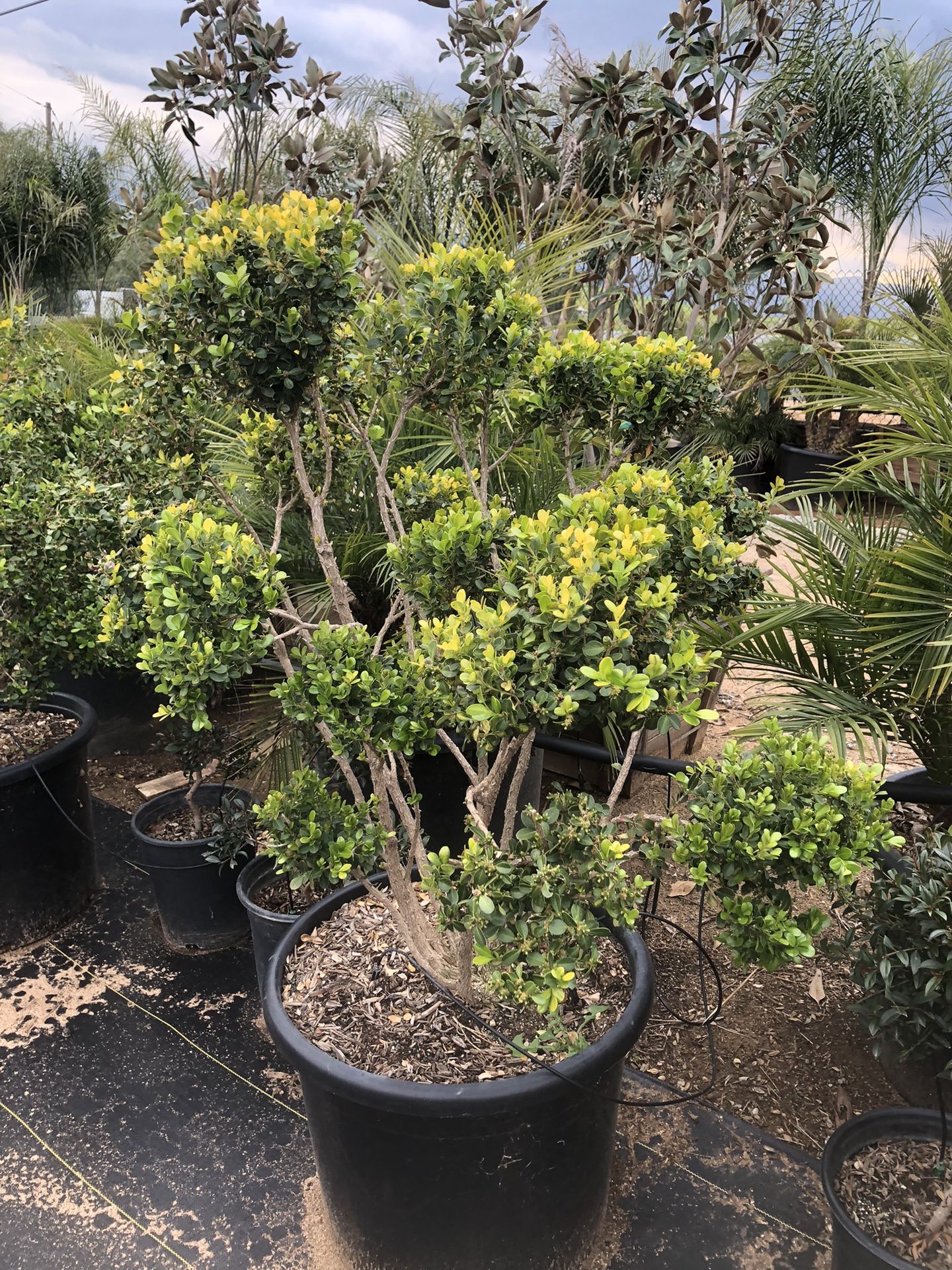 Boxwood Topiary Bonsai