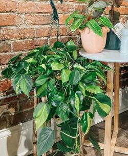 Lush Trailing Philodendron Brazil Plant/ indoor plant/ house plant flower patio garden