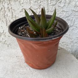 6 Inch Pot Rare Succulent Plant - Aloe Walmsley's Bronze - Rooted & Established - Drought Resistant - 🪴