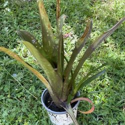 Bromeliad Plants