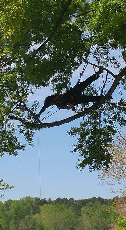 Arborsaving Tree Care