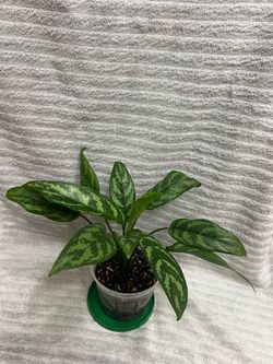 Mary Ann Plant