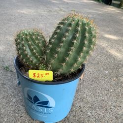 Torch Cactus Plant 