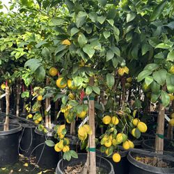 Meyer Lemon Citrus Fruit Trees