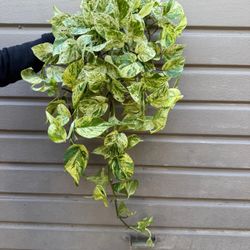 6” snow queen pothos XL