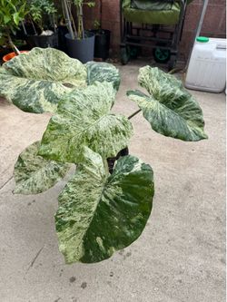 Big variegated alocasia