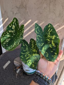 Hilo Beauty Variegated Caladium / Colocasia