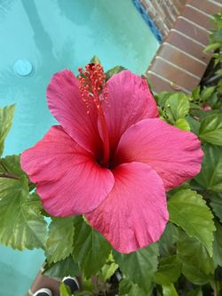 Bonsai Lipstick Hibiscus/Fuchsia Color