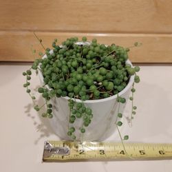 String Of Pearls Succulent