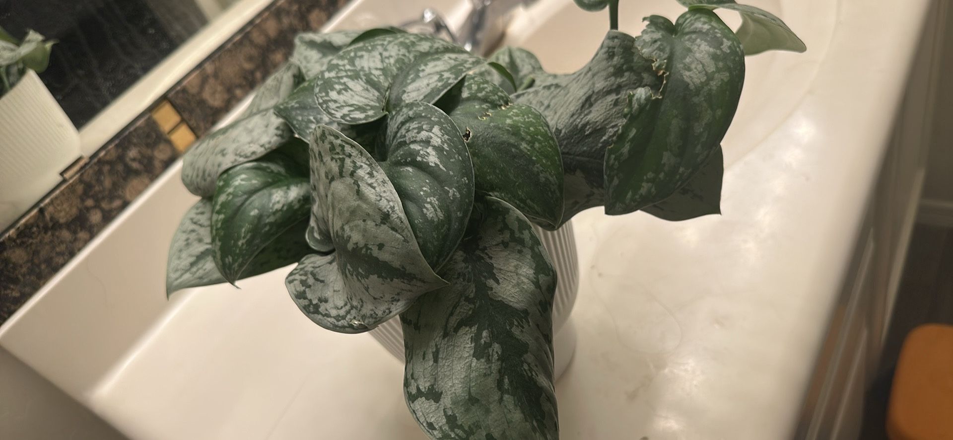 Scindapsus Exotica