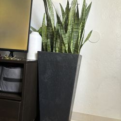 SNAKE PLANT