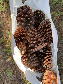 FREE Pine Cones
