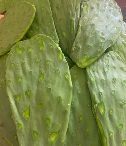 Peeled nopales for sale