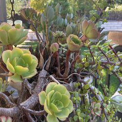 Succulent Cuttings 5 For $10