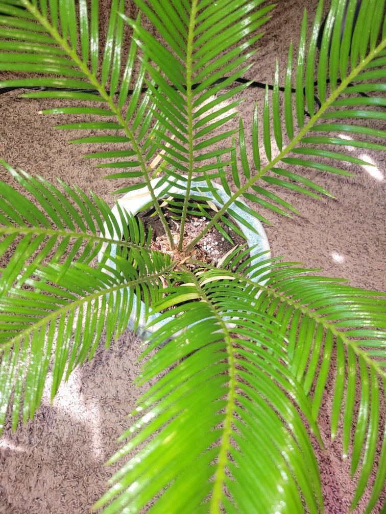 Sago Palm