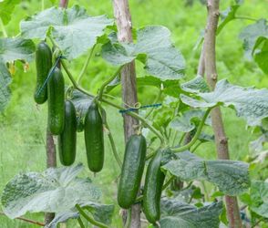 Cucumber plants