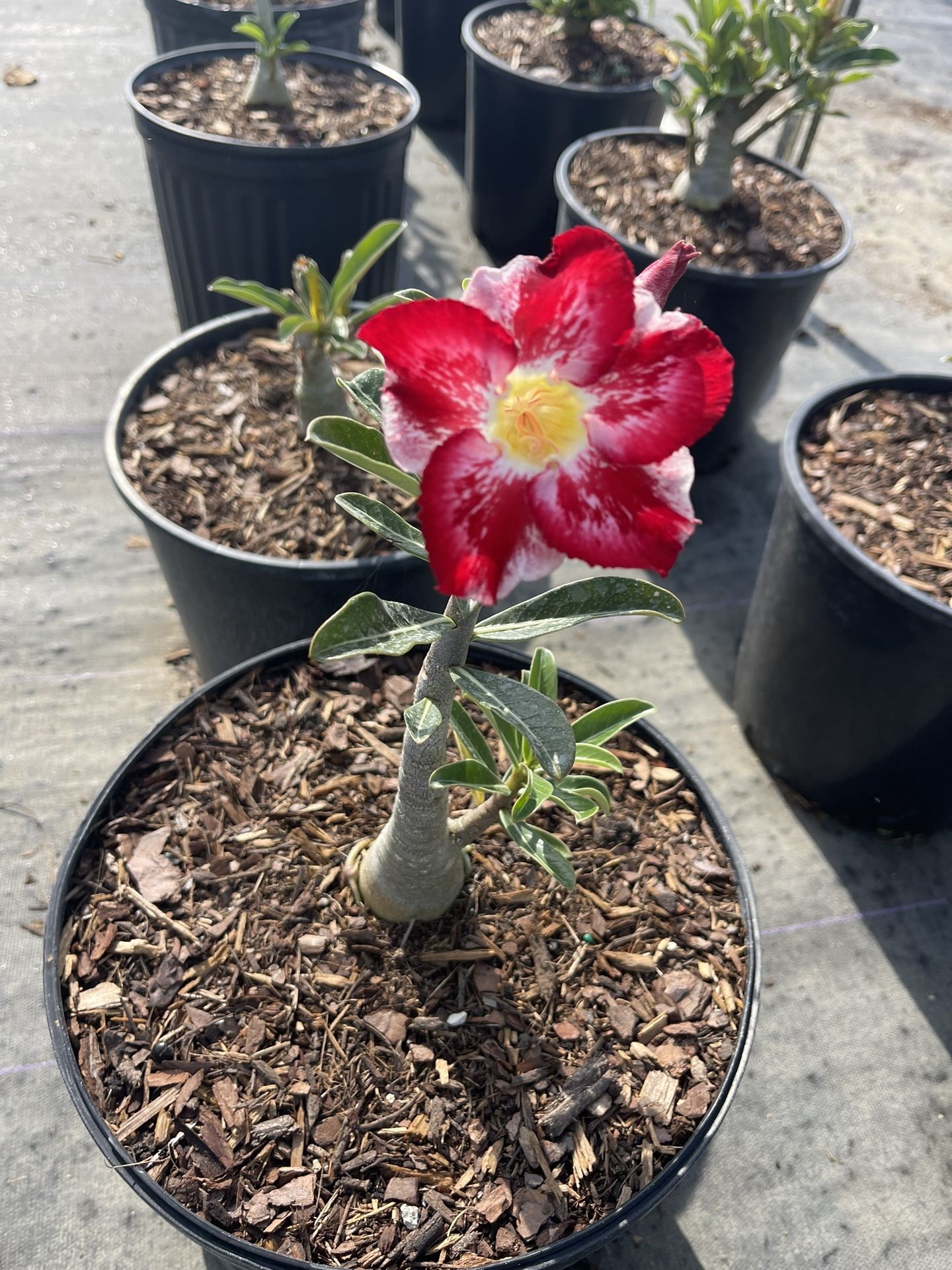 Desert Rose Plant