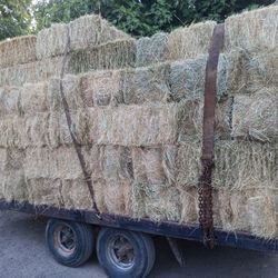 Hay