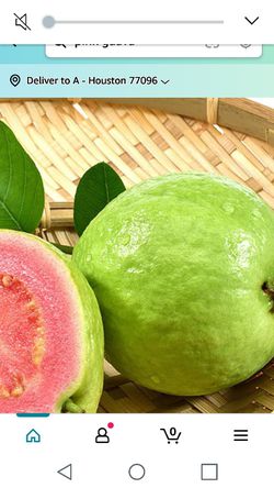 Thai Pink Guava Starter Plant Tree 1 Gallon Thumbnail