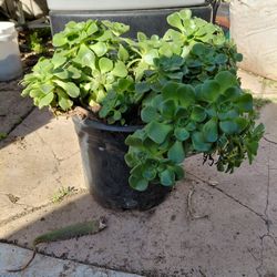 Succulent Set For Dee In Rancho