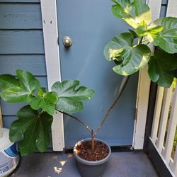 Italian Honey Fig Fruit Tree - Lattarulla