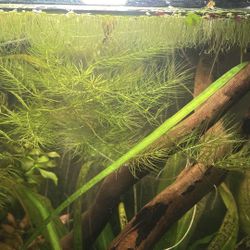 Hornwort $5