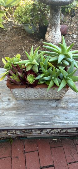 Plants