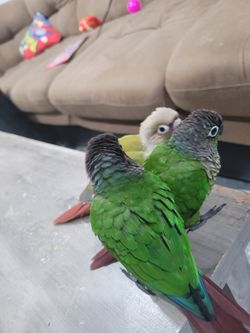 Green Cheeck Cage!