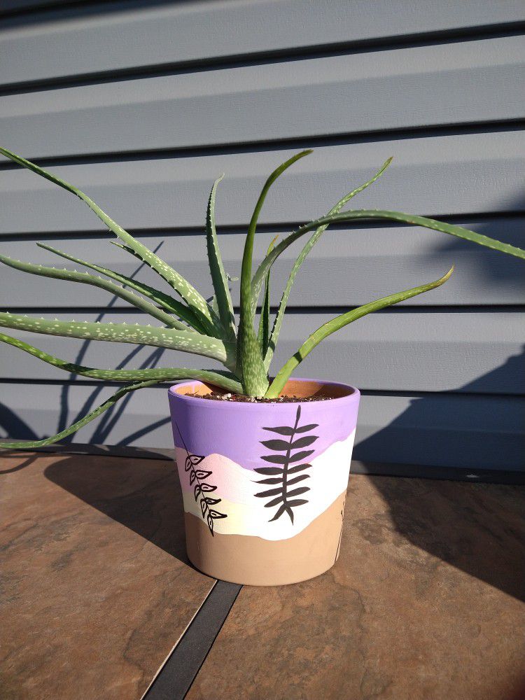 Aloe - LIVE PLANT