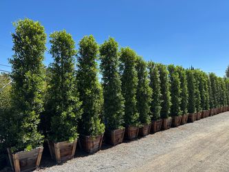 Ficus Nitida Indian Laurel 11’-12’ tall