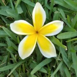 Plants- Plumeria Cuttings