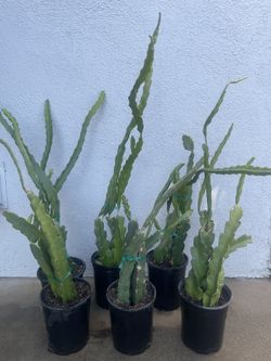 Dragonfruit Plants
