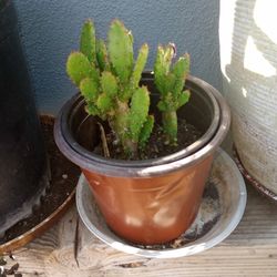 Cactus Opuntia Monacantha Plant In Pot