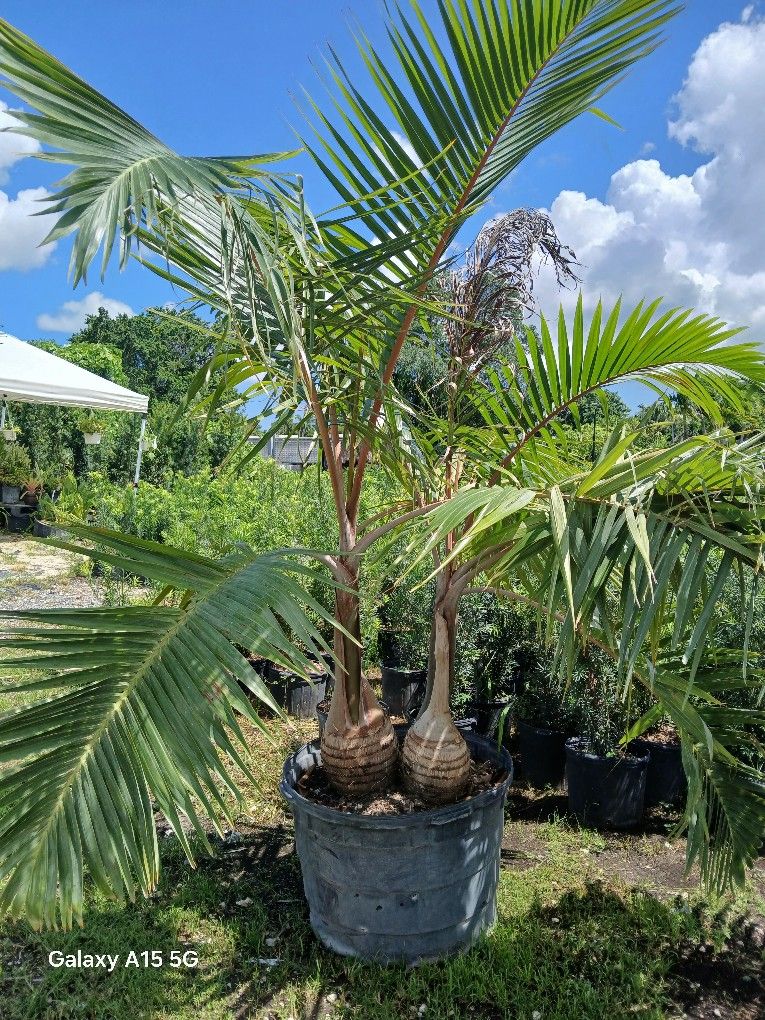 Triple Bottle Palm Tree $350