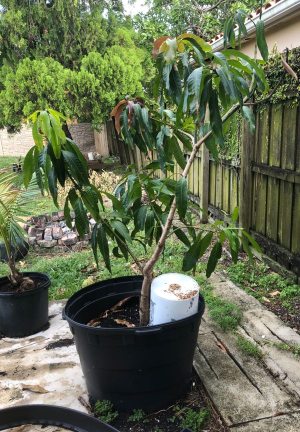 Large Potted Mango Tree for Sale in Hialeah, FL OfferUp