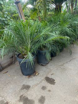 Phoenix roebelenii, dwarf date palm, pygmy date palm, miniature date palm or robellini palm tree