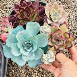 Echeveria Mixed Pot