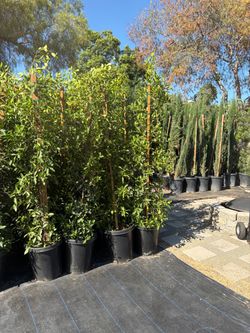 Ficus Nitida in 15 gallon pot 7 - 8 foot tall